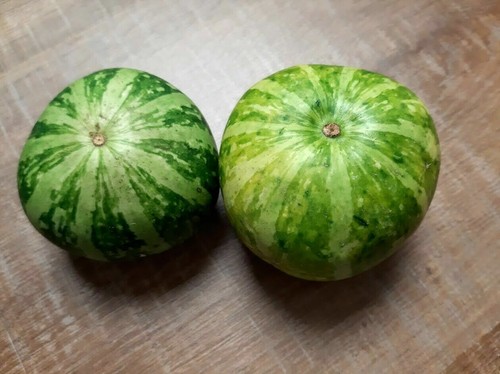 Ozark wild squash - squash, stati